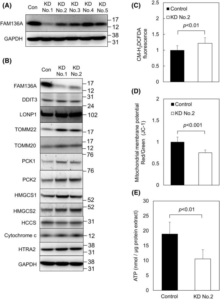 https://cdn.ncbi.nlm.nih.gov/pmc/blobs/0632/12051016/4543e2cb7628/FEB4-15-738-g003.jpg