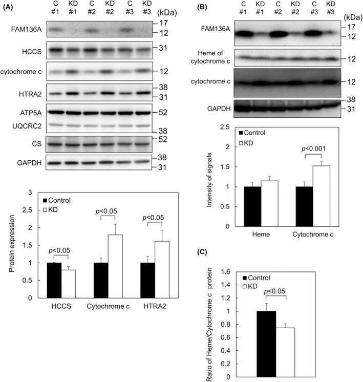 https://cdn.ncbi.nlm.nih.gov/pmc/blobs/0632/12051016/fec5cf8e97ec/FEB4-15-738-g009.jpg