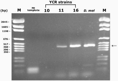 https://cdn.ncbi.nlm.nih.gov/pmc/blobs/0633/1934995/2154ab32d66c/gkm428f5.jpg