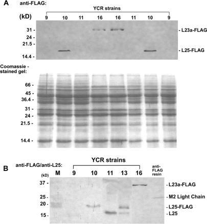 https://cdn.ncbi.nlm.nih.gov/pmc/blobs/0633/1934995/602eccfaf7fa/gkm428f4.jpg