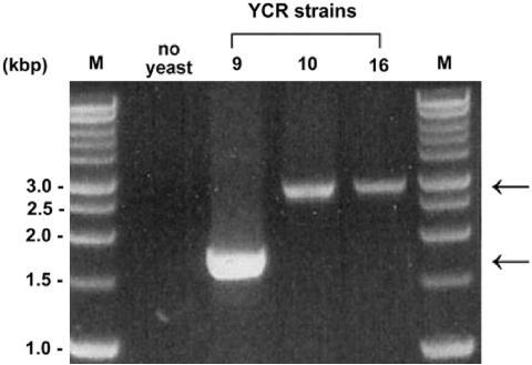https://cdn.ncbi.nlm.nih.gov/pmc/blobs/0633/1934995/a6306a6931cb/gkm428f2.jpg