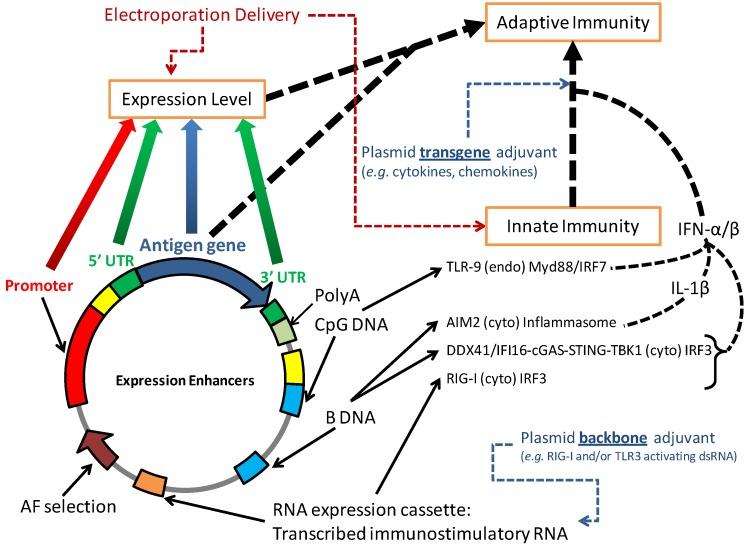 https://cdn.ncbi.nlm.nih.gov/pmc/blobs/0633/4494225/4c34a8d5a7b5/vaccines-01-00225-g004.jpg