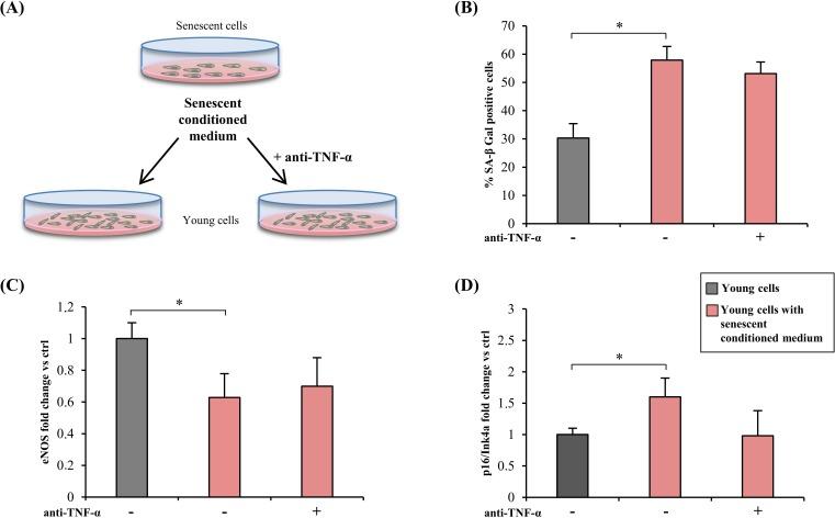 https://cdn.ncbi.nlm.nih.gov/pmc/blobs/0636/4914260/66235cbf0fb4/oncotarget-07-11945-g004.jpg