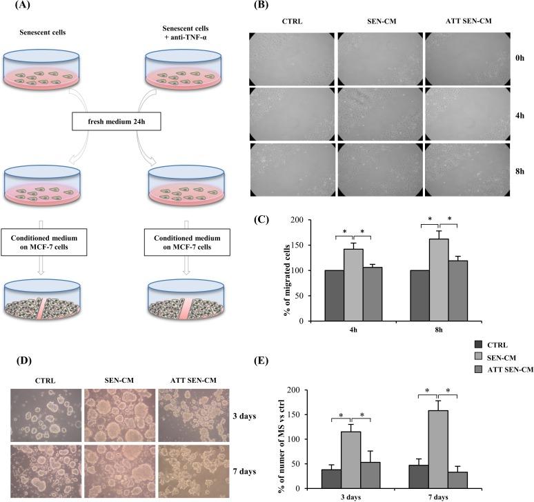 https://cdn.ncbi.nlm.nih.gov/pmc/blobs/0636/4914260/9e4ce608fb10/oncotarget-07-11945-g005.jpg