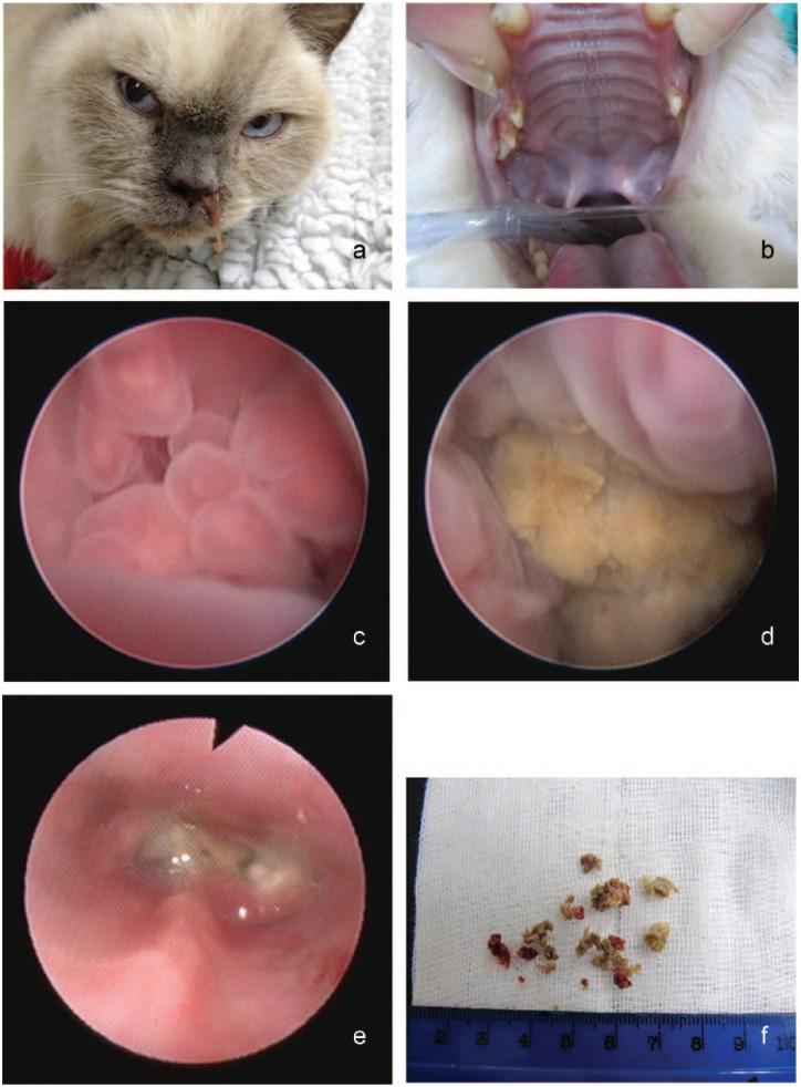 https://cdn.ncbi.nlm.nih.gov/pmc/blobs/0638/5362982/651f3749459a/10.1177_2055116916653775-fig1.jpg