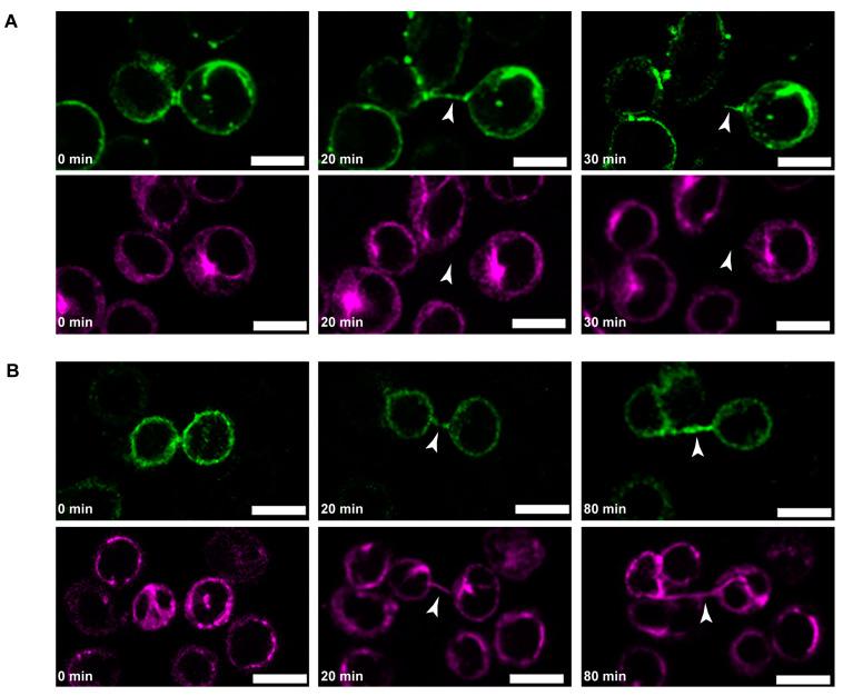 https://cdn.ncbi.nlm.nih.gov/pmc/blobs/063b/11011538/0d1d043082d5/cells-13-00607-g008.jpg