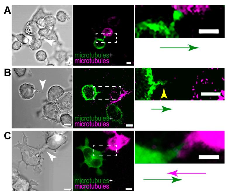 https://cdn.ncbi.nlm.nih.gov/pmc/blobs/063b/11011538/4cbef48dc0d6/cells-13-00607-g010.jpg