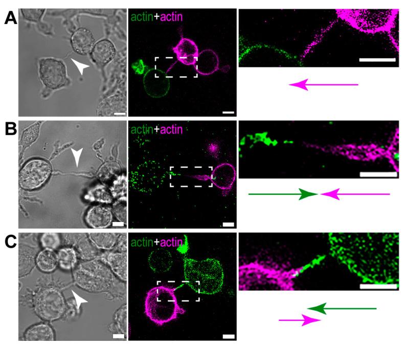 https://cdn.ncbi.nlm.nih.gov/pmc/blobs/063b/11011538/74f3a1037512/cells-13-00607-g009.jpg