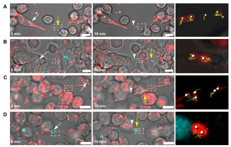 https://cdn.ncbi.nlm.nih.gov/pmc/blobs/063b/11011538/f144f6e8e57f/cells-13-00607-g003.jpg
