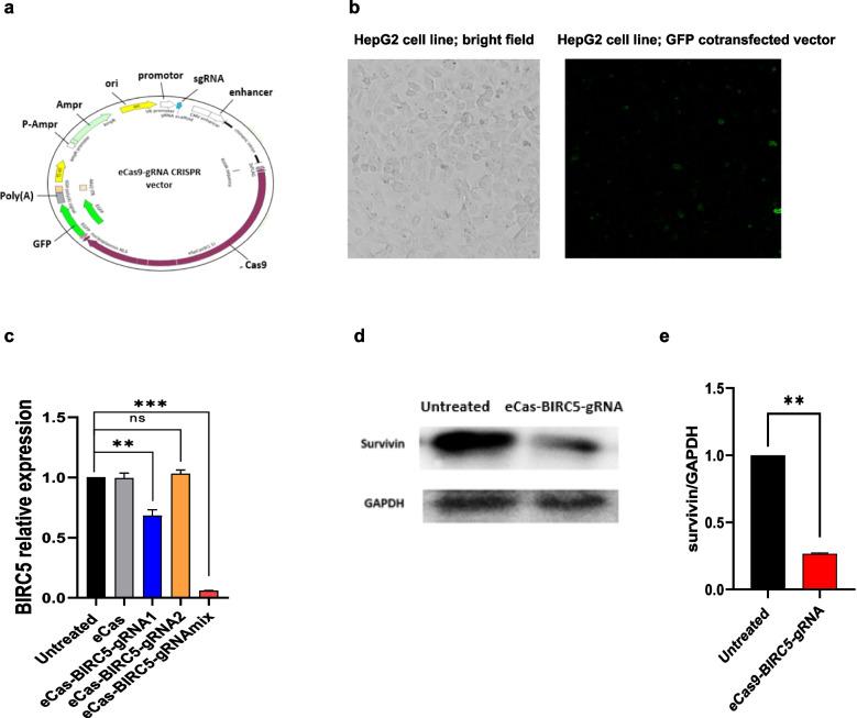 https://cdn.ncbi.nlm.nih.gov/pmc/blobs/063b/12141170/0b21b9bd18c2/10142_2025_1615_Fig2_HTML.jpg