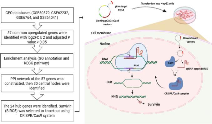 https://cdn.ncbi.nlm.nih.gov/pmc/blobs/063b/12141170/9dbd52fe0c34/10142_2025_1615_Fig1_HTML.jpg