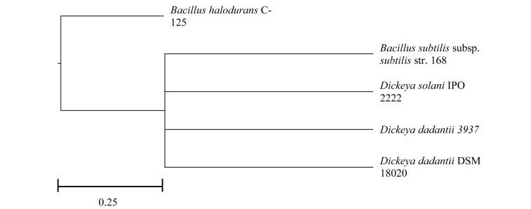 https://cdn.ncbi.nlm.nih.gov/pmc/blobs/063b/7191031/2d0f141f515a/fmicb-11-00751-g001.jpg