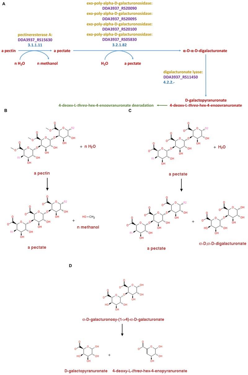 https://cdn.ncbi.nlm.nih.gov/pmc/blobs/063b/7191031/352c6b79d7a0/fmicb-11-00751-g004.jpg