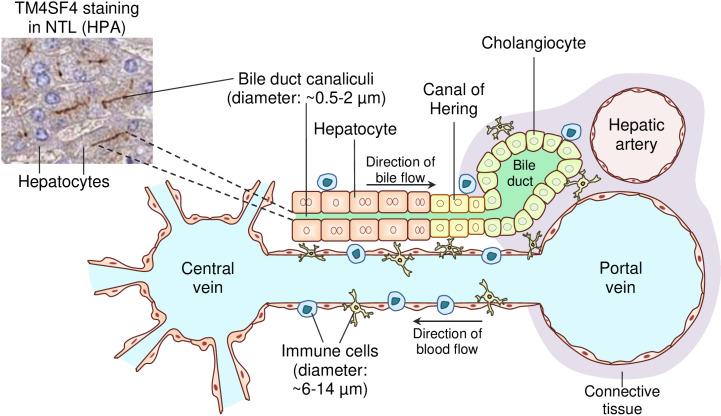 https://cdn.ncbi.nlm.nih.gov/pmc/blobs/063d/11856526/27453a34c6ba/pone.0307048.g007.jpg
