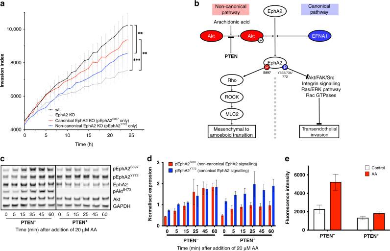 https://cdn.ncbi.nlm.nih.gov/pmc/blobs/0640/9519535/4db59826ccc1/41416_2022_1914_Fig2_HTML.jpg