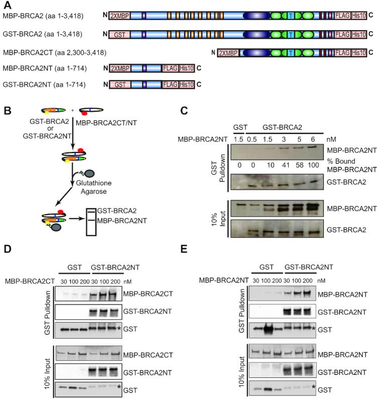 https://cdn.ncbi.nlm.nih.gov/pmc/blobs/0645/7641332/400c36700df8/gkaa555fig4.jpg