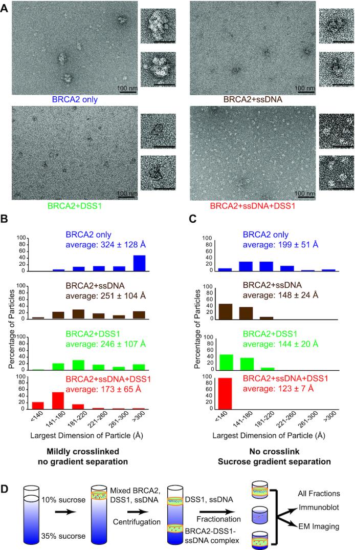 https://cdn.ncbi.nlm.nih.gov/pmc/blobs/0645/7641332/86f2212b20ae/gkaa555fig2.jpg