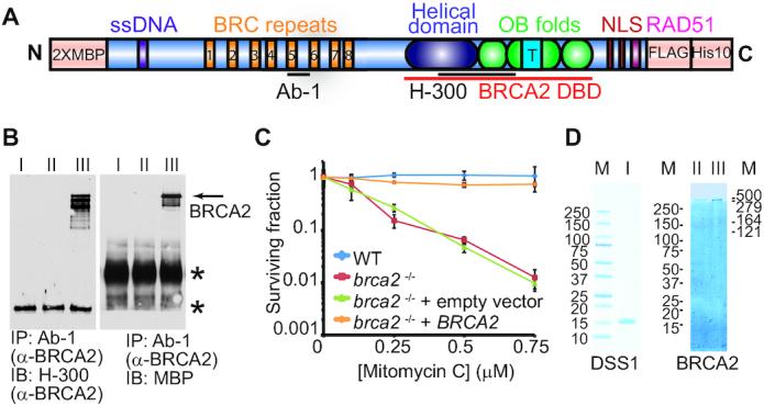 https://cdn.ncbi.nlm.nih.gov/pmc/blobs/0645/7641332/a16033b5fe91/gkaa555fig1.jpg