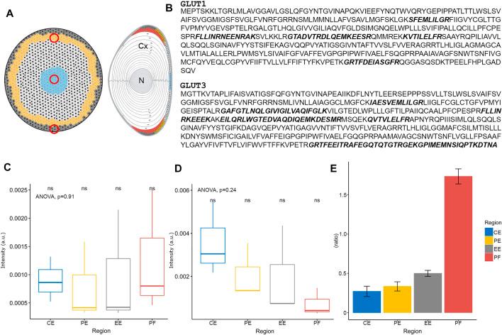 https://cdn.ncbi.nlm.nih.gov/pmc/blobs/0645/9194507/4dd8759463cb/fphys-13-901407-g004.jpg