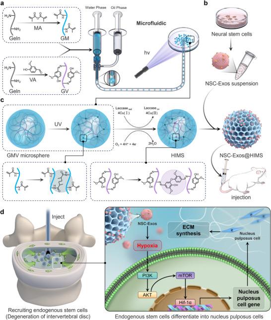 https://cdn.ncbi.nlm.nih.gov/pmc/blobs/0648/12165120/0e25a9cce737/ADVS-12-2417570-g007.jpg