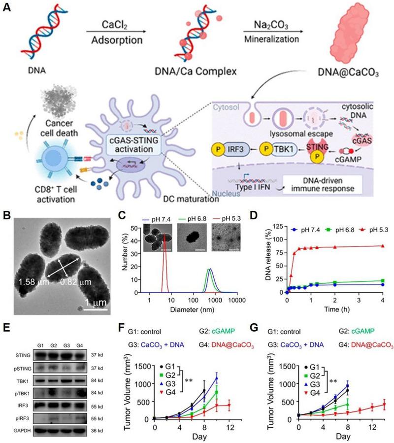 https://cdn.ncbi.nlm.nih.gov/pmc/blobs/0649/10867402/37d49ea87bee/EXP2-4-20230019-g018.jpg