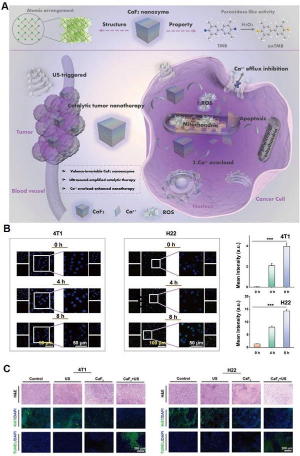 https://cdn.ncbi.nlm.nih.gov/pmc/blobs/0649/10867402/41ea52c2f82e/EXP2-4-20230019-g020.jpg