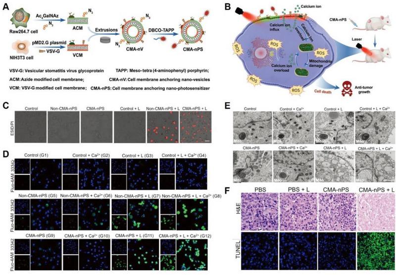https://cdn.ncbi.nlm.nih.gov/pmc/blobs/0649/10867402/43b57d607289/EXP2-4-20230019-g007.jpg