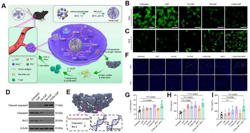 https://cdn.ncbi.nlm.nih.gov/pmc/blobs/0649/10867402/ae456882729a/EXP2-4-20230019-g006.jpg