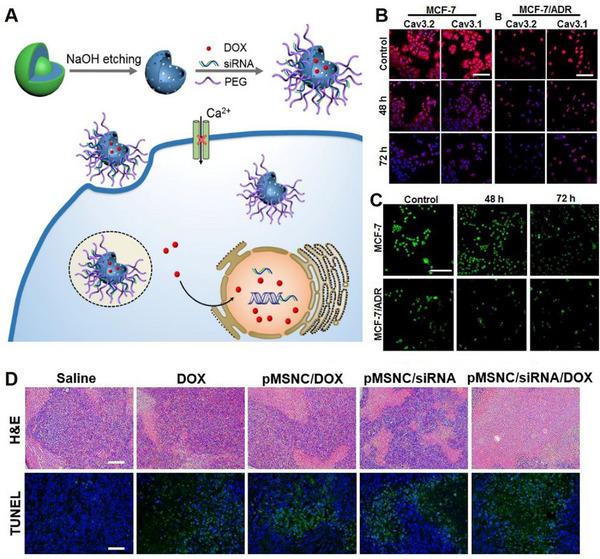 https://cdn.ncbi.nlm.nih.gov/pmc/blobs/0649/10867402/ebcbeca9dfb8/EXP2-4-20230019-g024.jpg