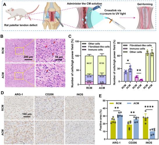 https://cdn.ncbi.nlm.nih.gov/pmc/blobs/064c/12079404/87e34ce50a54/ADVS-12-2417447-g010.jpg