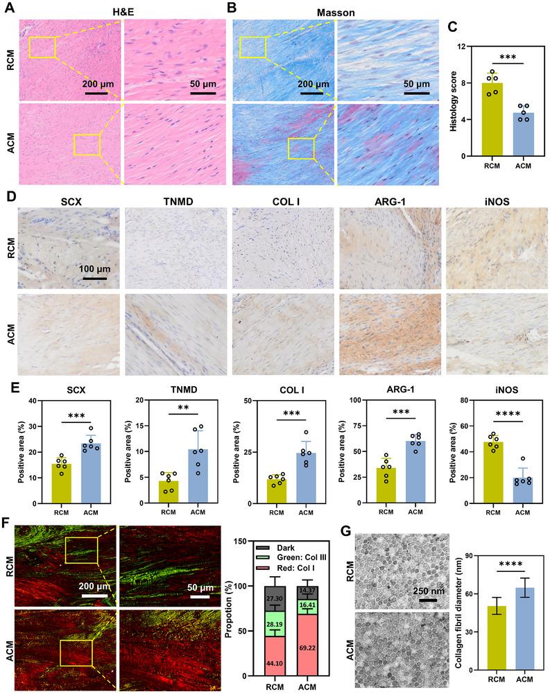 https://cdn.ncbi.nlm.nih.gov/pmc/blobs/064c/12079404/a5d1e1eb9a92/ADVS-12-2417447-g001.jpg