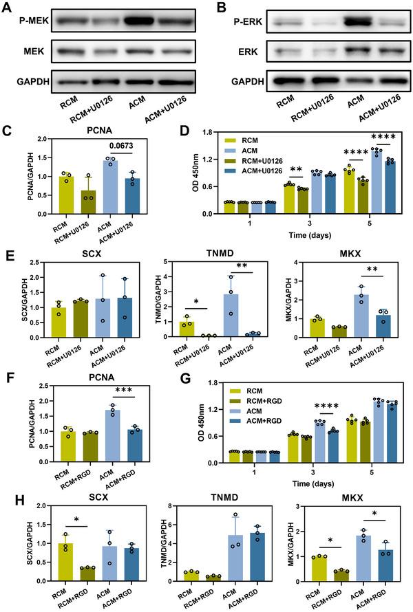 https://cdn.ncbi.nlm.nih.gov/pmc/blobs/064c/12079404/ff46f4649ffa/ADVS-12-2417447-g005.jpg