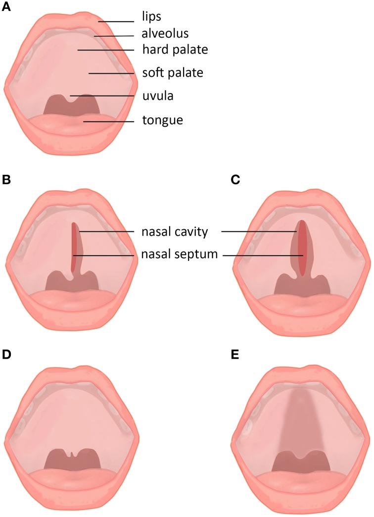 https://cdn.ncbi.nlm.nih.gov/pmc/blobs/064c/4771933/d9038c19e9bf/fphys-07-00067-g0001.jpg