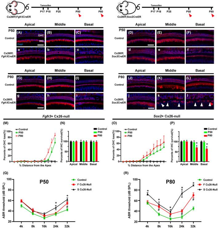 https://cdn.ncbi.nlm.nih.gov/pmc/blobs/0650/10652327/2fa7c4c4994a/ACEL-22-e13973-g002.jpg
