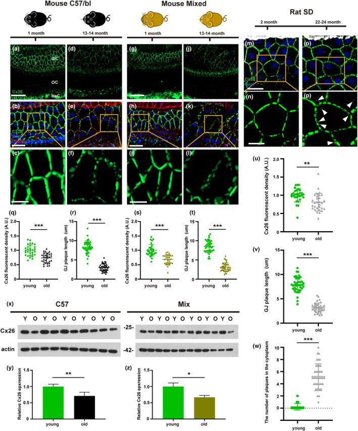 https://cdn.ncbi.nlm.nih.gov/pmc/blobs/0650/10652327/4f5f368c62c5/ACEL-22-e13973-g006.jpg