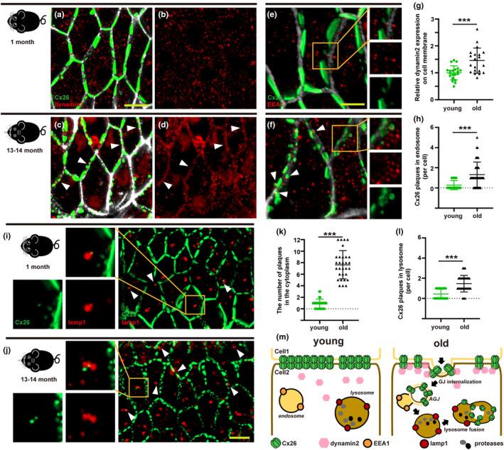 https://cdn.ncbi.nlm.nih.gov/pmc/blobs/0650/10652327/7fad53cf3deb/ACEL-22-e13973-g003.jpg