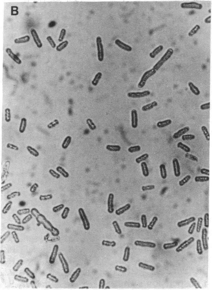 https://cdn.ncbi.nlm.nih.gov/pmc/blobs/0656/51079/7b8d4d4dad0f/pnas01055-0056-b.jpg