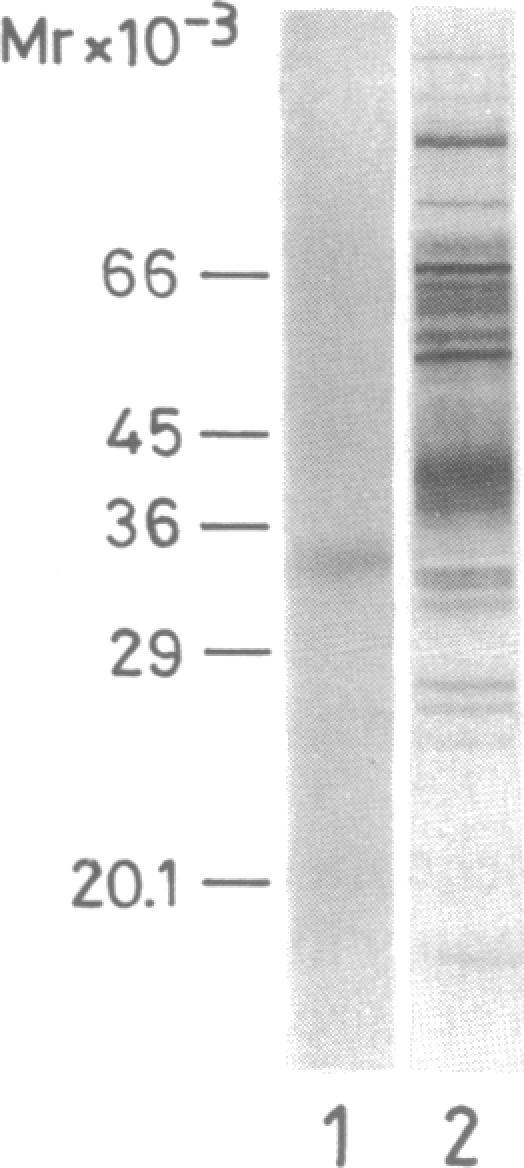 https://cdn.ncbi.nlm.nih.gov/pmc/blobs/0656/51079/a623ca80977c/pnas01055-0055-a.jpg