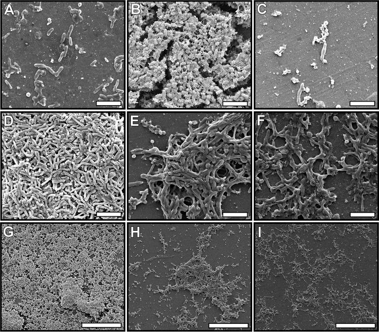 https://cdn.ncbi.nlm.nih.gov/pmc/blobs/065d/4669380/62b4dffc683c/mbo0061525700008.jpg