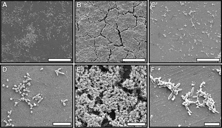 https://cdn.ncbi.nlm.nih.gov/pmc/blobs/065d/4669380/a401c1a8c9ef/mbo0061525700004.jpg
