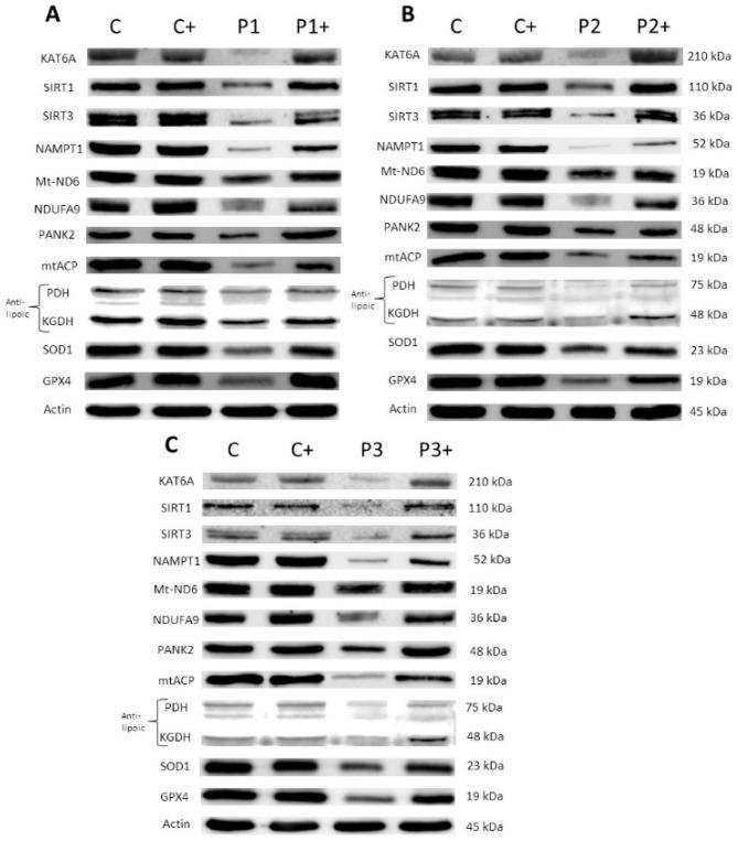 https://cdn.ncbi.nlm.nih.gov/pmc/blobs/0661/9778406/1dedc2a38e7f/genes-13-02300-g003.jpg