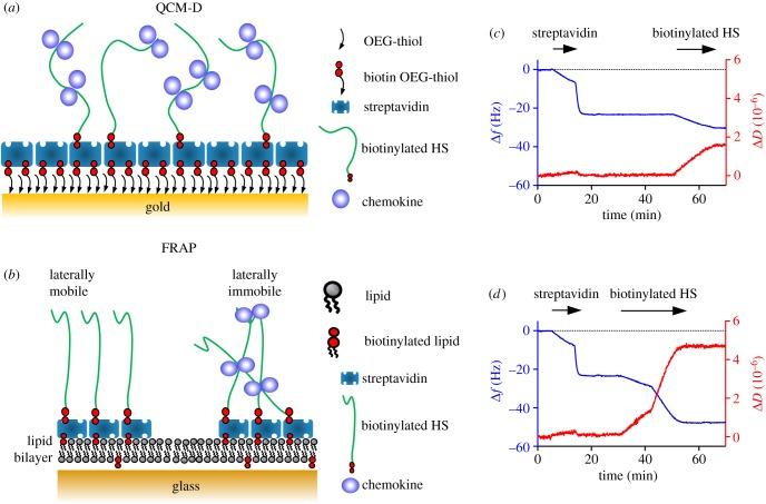 https://cdn.ncbi.nlm.nih.gov/pmc/blobs/0668/5303277/1f5e7389f143/rsob-7-160286-g2.jpg