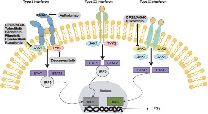 https://cdn.ncbi.nlm.nih.gov/pmc/blobs/0669/12246557/9aaac4088aef/MCO2-6-e70297-g001.jpg