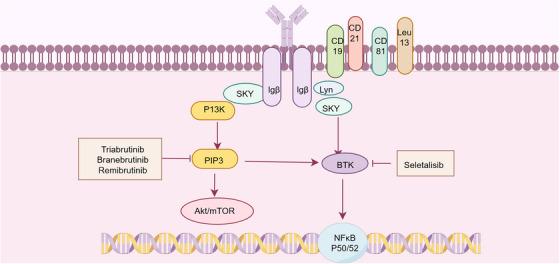 https://cdn.ncbi.nlm.nih.gov/pmc/blobs/0669/12246557/b88c3bc5edfa/MCO2-6-e70297-g006.jpg