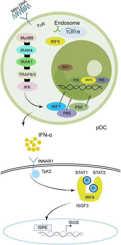 https://cdn.ncbi.nlm.nih.gov/pmc/blobs/0669/12246557/ff7fafdf94fd/MCO2-6-e70297-g003.jpg