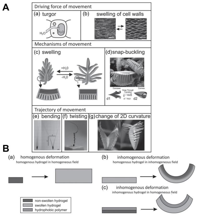 https://cdn.ncbi.nlm.nih.gov/pmc/blobs/0669/6352708/978df3b1d500/biomimetics-03-00015-g006.jpg