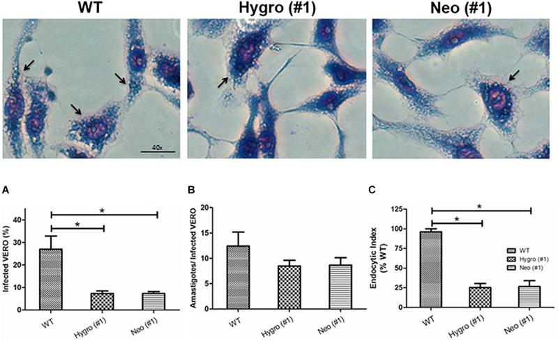 https://cdn.ncbi.nlm.nih.gov/pmc/blobs/066a/7094052/1fd30be237bb/fmicb-11-00434-g005.jpg