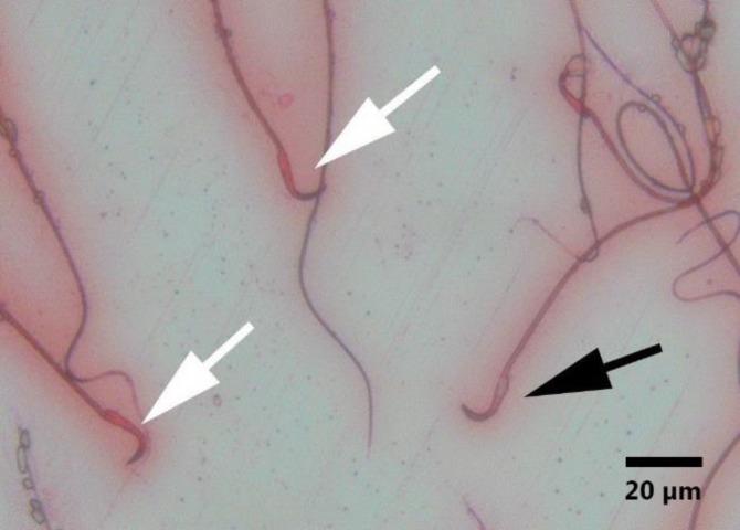 https://cdn.ncbi.nlm.nih.gov/pmc/blobs/0673/6626646/72c8d4d467dc/vrf-10-125-g001.jpg