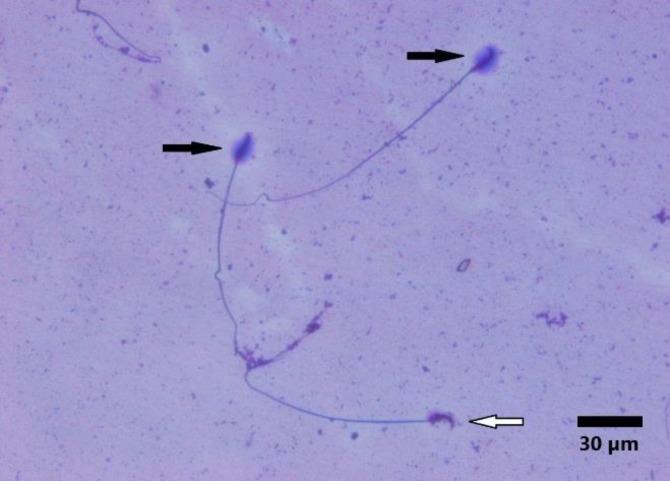 https://cdn.ncbi.nlm.nih.gov/pmc/blobs/0673/6626646/8db8828c6132/vrf-10-125-g002.jpg