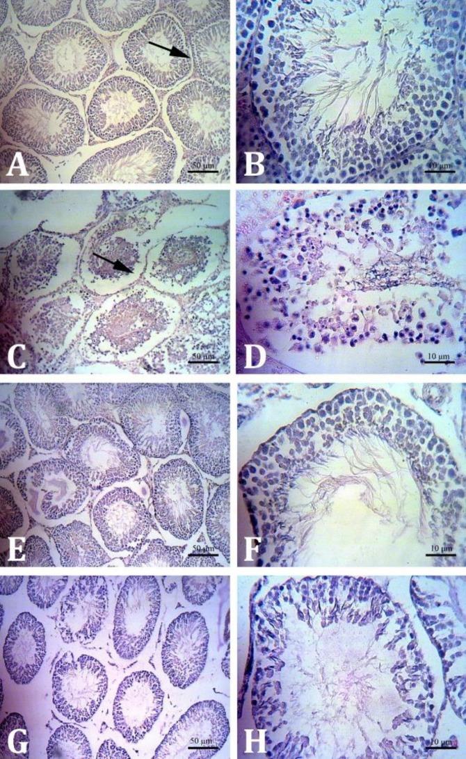 https://cdn.ncbi.nlm.nih.gov/pmc/blobs/0673/6626646/9112a8f2b3b3/vrf-10-125-g003.jpg